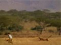 Gepard